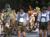 almabtrieb 3.JPG